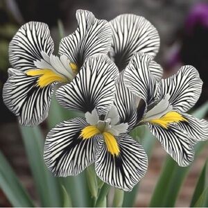 🌻 Live Show 🌻 Free Giveaway 🌻